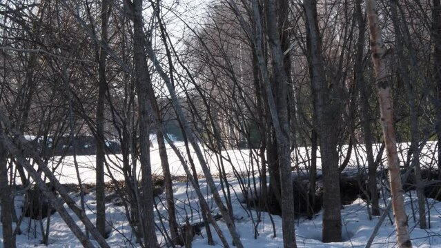  Roe deer walking through the forest. Panning view  from behind trees. Slow motion