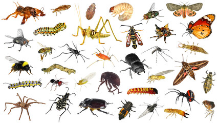 Fototapeta Spiders (Arachnida) and insects (Insecta) - two classes of Arthropods isolated on a white background obraz