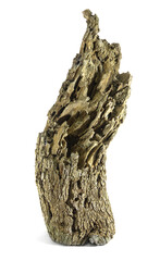 Piece of well worn oak driftwood  with gallery and emerging holes of Great Capricorn Beetle, Cerambyx cerdo isolated on a white background 