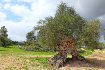 Ancient olive tree in Judea Hills (Israel)