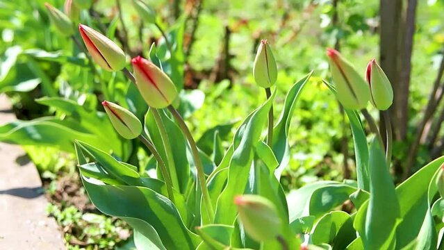 Beautiful tulips on a flower bed in the garden. Spring Easter flower background. Closed buds of spring flowers. Soft selective focus. Beauty is in nature.