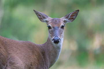 deer in the woods