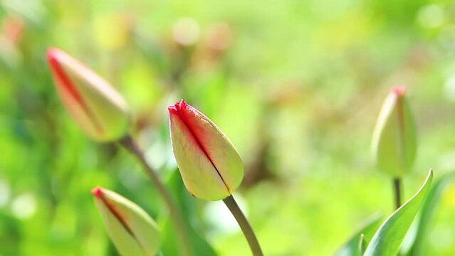 Beautiful tulips on a flower bed in the garden. Spring Easter flower background. Closed buds of spring flowers. Soft selective focus. Beauty is in nature.