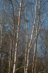 Bouleau verruqueux, forêt domaniale de Sénart, 91, Essonne