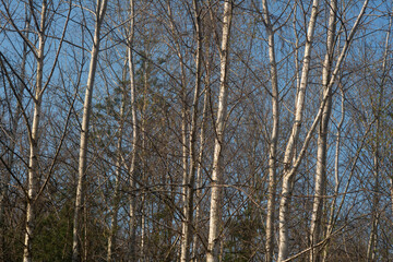 Bouleau verruqueux, forêt domaniale de Sénart, 91, Essonne