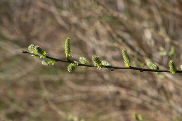 Chaton, Saule cendré, Salix cinerea