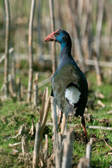 Talève sultane, Poule sultane, .Porphyrio porphyrio, Western Swamphen