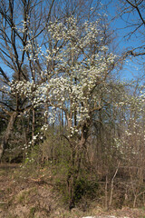 Épine noire, Prunelier, Prunellier , Prunus spinosa