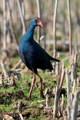 Talève sultane, Poule sultane, .Porphyrio porphyrio, Western Swamphen