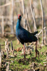 Talève sultane, Poule sultane, .Porphyrio porphyrio, Western Swamphen
