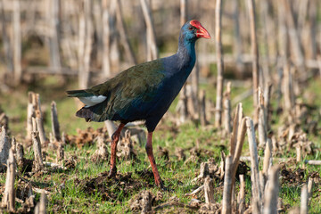 Talève sultane, Poule sultane, .Porphyrio porphyrio, Western Swamphen