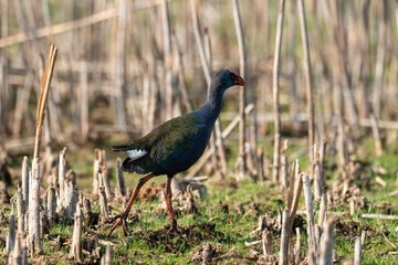 Talève sultane, Poule sultane, .Porphyrio porphyrio, Western Swamphen