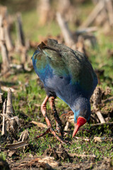 Talève sultane, Poule sultane, .Porphyrio porphyrio, Western Swamphen