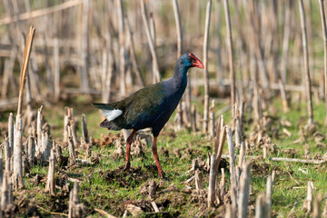 Talève sultane, Poule sultane, .Porphyrio porphyrio, Western Swamphen