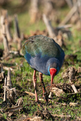 Talève sultane, Poule sultane, .Porphyrio porphyrio, Western Swamphen