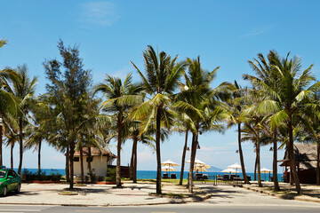 Fototapeta premium palm trees on the beach