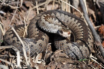 snake on the ground