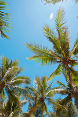 Fototapeta na wymiar palm tree in the sky