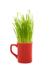 Wheat sprouts in a ceramic coffee mug 
