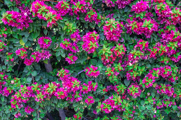 Photography of bougainvillea plant with pink flowers in a garden.