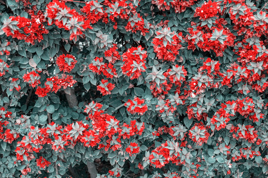 Photography of bougainvillea plant with red flowers in a garden.