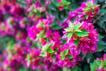 Photography of bougainvillea plant with pink flowers in a garden.