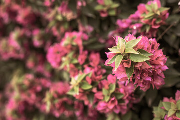 Photography of bougainvillea plant with pink flowers in a garden. Sepia style