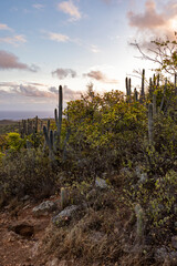 Sunrise over Christoffel National Park during the hike up to the top of Christoffel mountain on the...