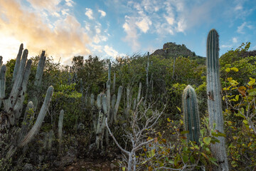 Sunrise over Christoffel National Park during the hike up to the top of Christoffel mountain on the...