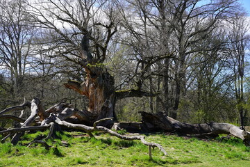 Alte Eiche im Schlosspark Sacrow im Frühling bei Sonnenschein