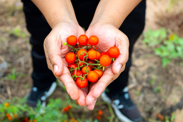 Close up Woman holding cherry tomatoes in hands