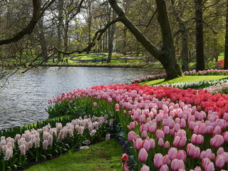 Keukenhof is the largest tulip park in the world - obrazy, fototapety, plakaty