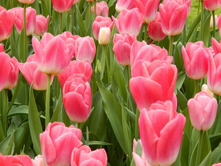 
a garden with many colorful tulips