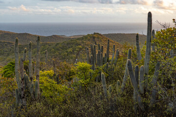Sunrise over Christoffel National Park during the hike up to the top of Christoffel mountain on the...