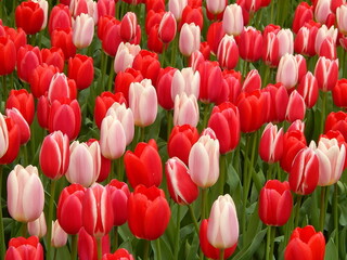 
a garden with many colorful tulips