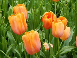 
a garden with many colorful tulips