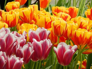 tulip plantation park, amsterdam, holland