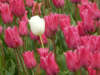tulip plantation park, amsterdam, holland