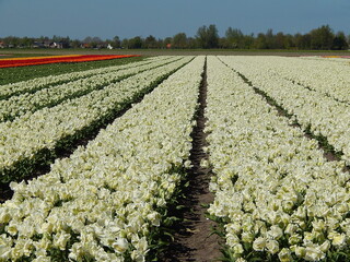 tulip plantation park, amsterdam, holland