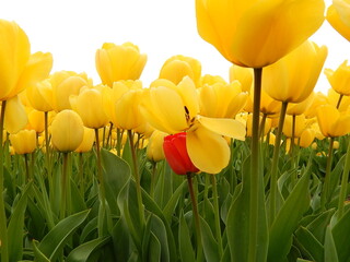 tulip plantation park, amsterdam, holland