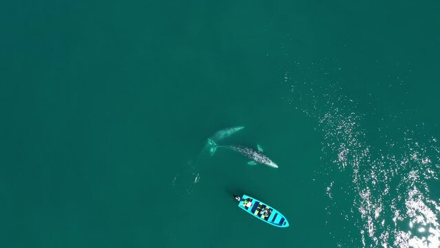Two gray whales swimming around boat at Guerrero negro. Aerial drone view