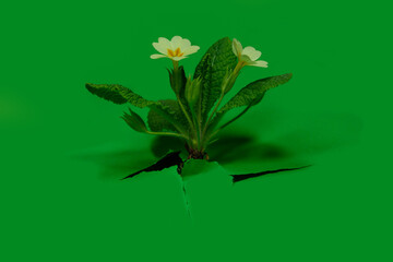 The flowers of primrose or primrose vulgaris grow from green paper. Minimalist concept of nature and ecology.