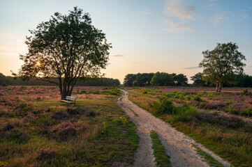 Fototapeta na wymiar Beautiful yellow sky during sunset over a field of purple blooming heather with a bench at the westerheide heide, The Netherlands, Hilversum, Holland, stock photo