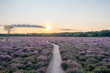 Beautiful yellow sun and sky over a field purple heather in bloom wih a pathway, Hilversum, The Netherlands, Holland, stock photo