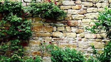 romantische alte Steinamuer mit Rosen bewachsen 