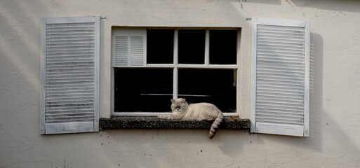 Katze träumt vor altem Fenster 