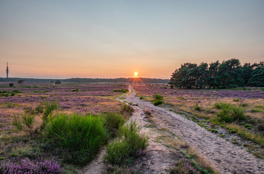 Beautiful sunset with the sun at 
the horizon over a field of purple heather in bloom in Hilversum, The Netherlands, Holland, stock photo, dutch landcape