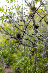 Spanish moss hanging in the branches along the path up to Christoffel mountain in the Christoffel national park on the Caribbean island Curacao