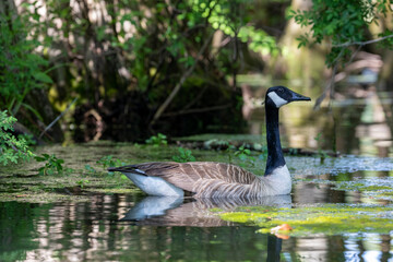 Canadian Goose