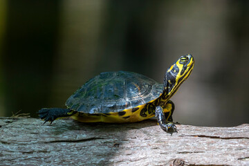 Juvenile Yellow Bellied Sliders